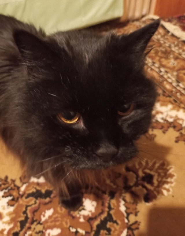 Кото-командировка и немного лета в лирическом отступлении.