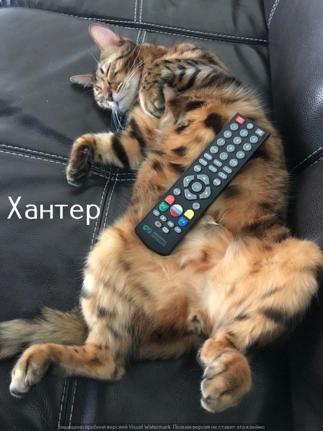 Жизнь домашнего приюта "Котоленд" 522