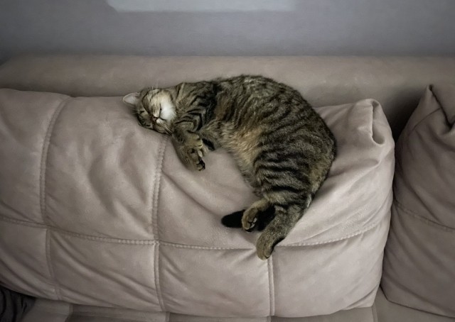 Хищник уснул с добычей