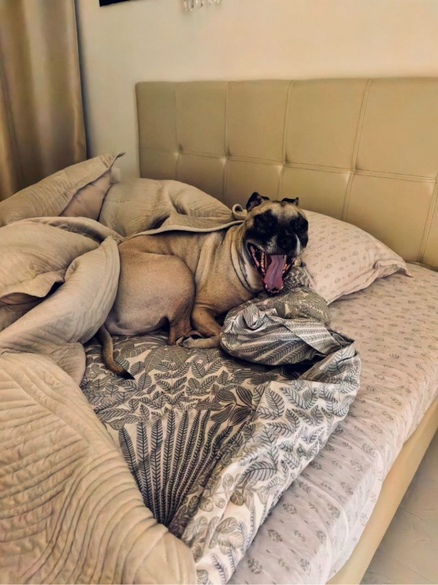 Собакочетверг же, но кошку из фото не выкинешь