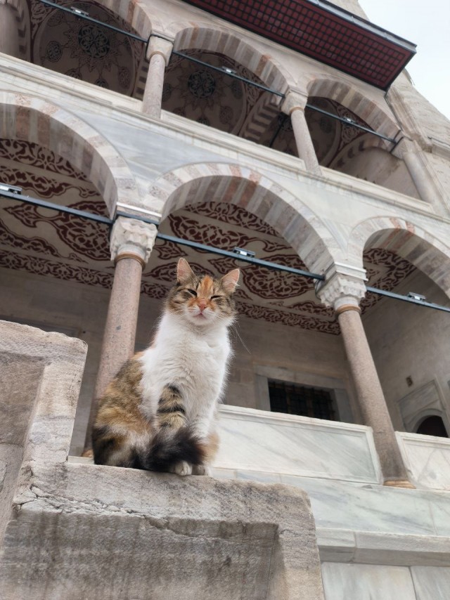 Уличные кошки Стамбула — 2