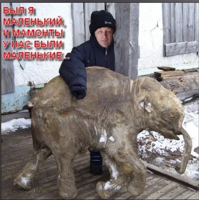 Осенью 1999 года ученые вырезали из вечной мерзлоты огромный блок, чтобы извлечь останки мамонта