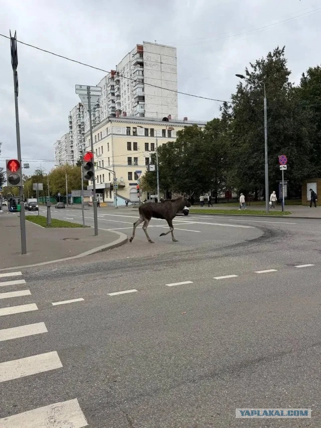 Московские и областные лоси