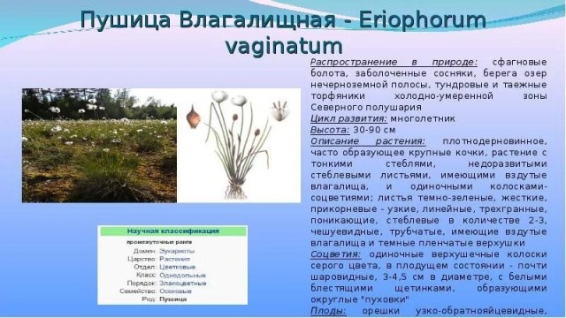 Москвичка отправилась в Аптекарский огород, чтобы среди листвы и тишины успокоить нервы