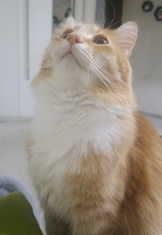 Очередной котовторник