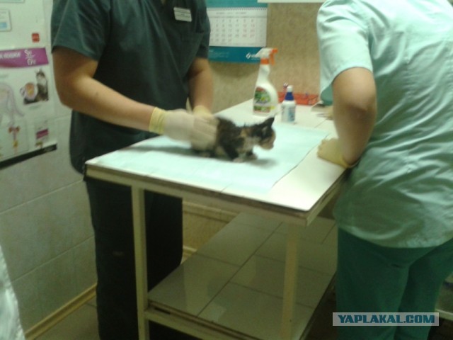 История одного "почти спасения".