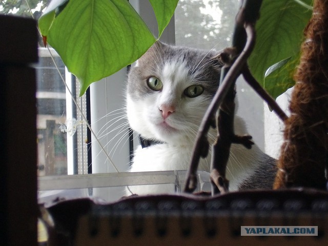 Котовторник  05.11.2013