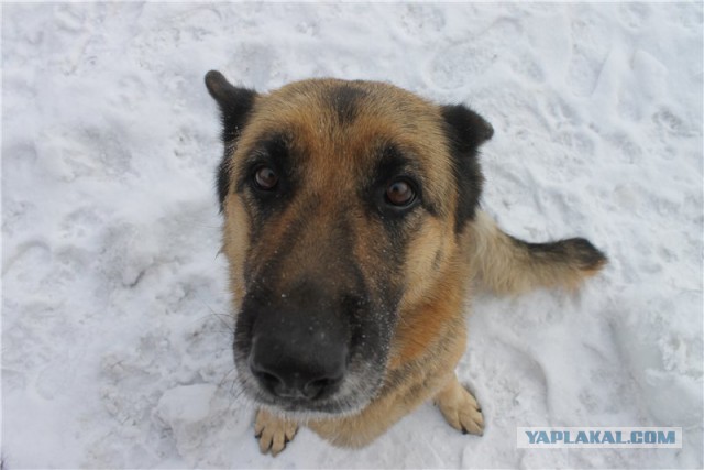 Собакочетверг на 02.01.2014