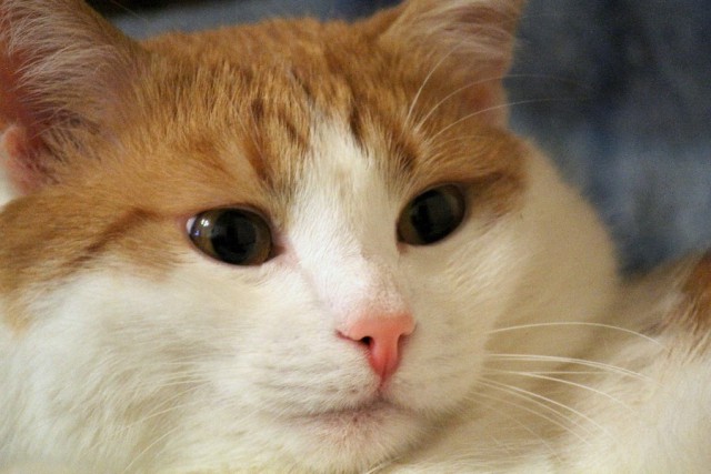 Котовторник 25.02.2014