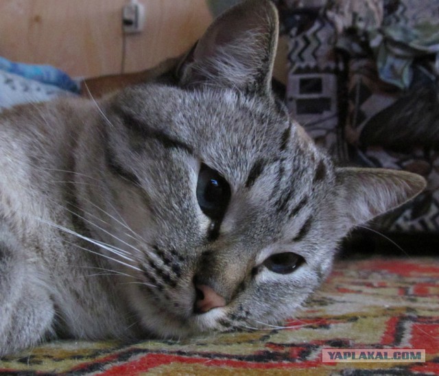 Как назвать питомца