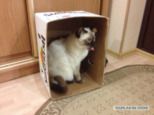 Котовторник 24.06.2014
