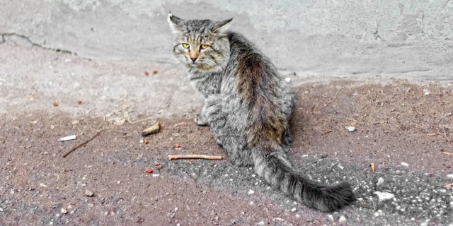 Котовторник 01.07.2014