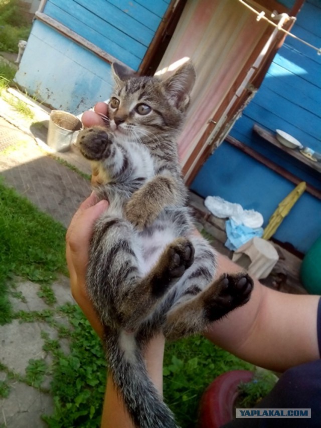 Есть желающие приютить?