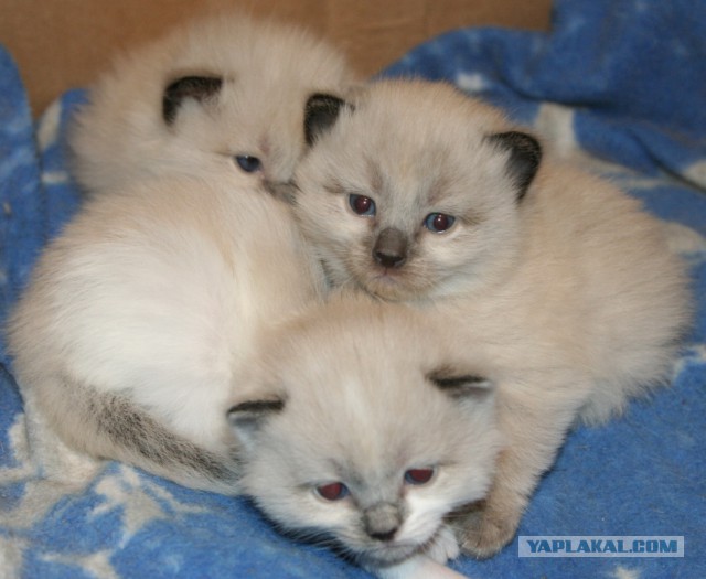 Котовторник 09.09.2014