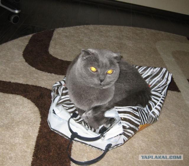Котовторник 7.10.2014