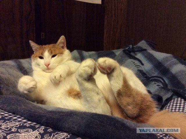 Котовторник 25.11.2014