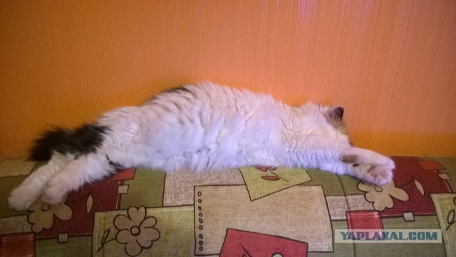 Котовторник 30.12.2014