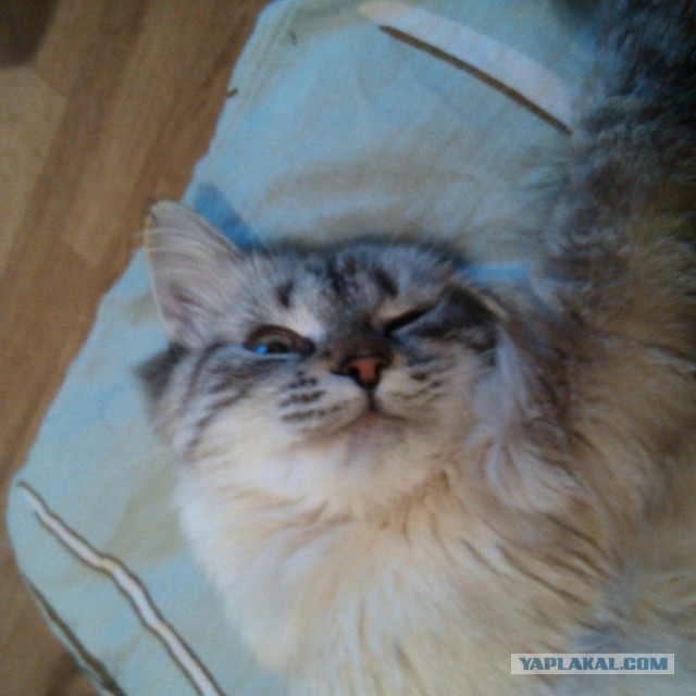 Котовторник