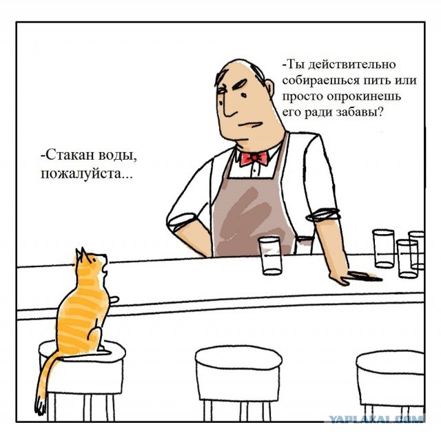 Вредный кот.