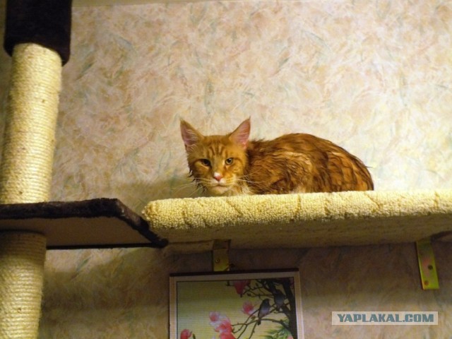 Котовторник 12.03.13