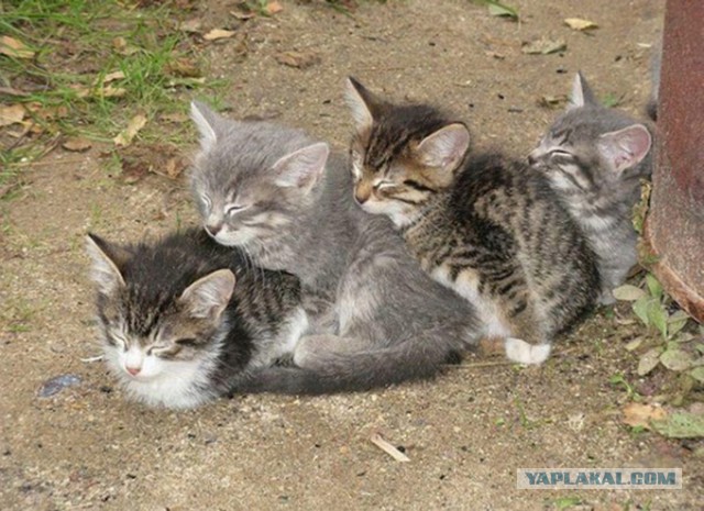 Котовторник