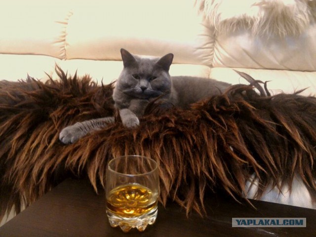 Удивление по-кошачьи