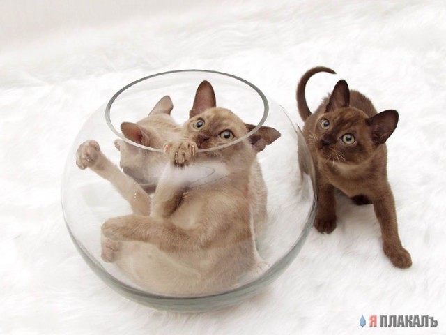 Коты, кошки, котята