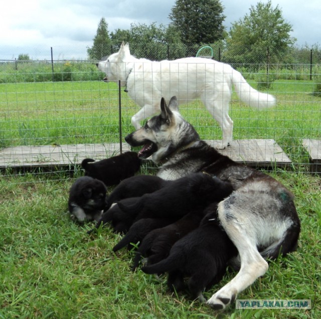 Подборка животных, которых застали за трапезой