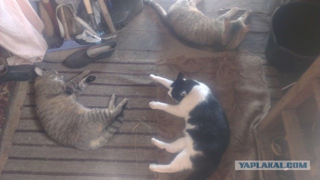 Те, которым мы помогли.
