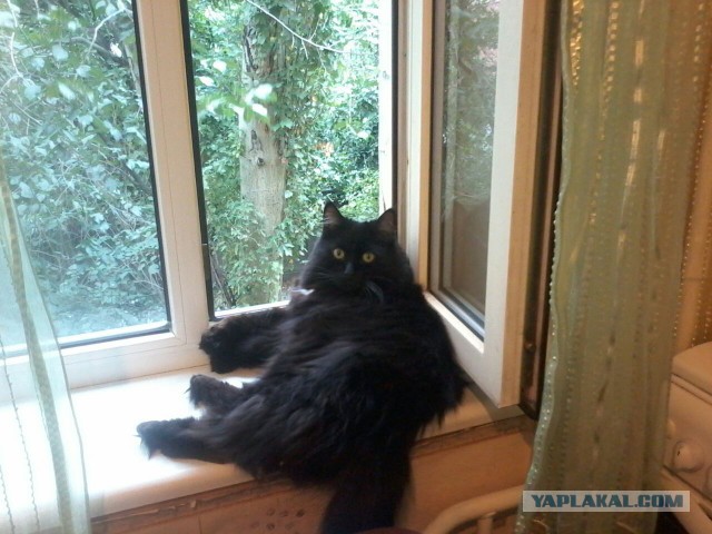 Котовторник 19.04.2016