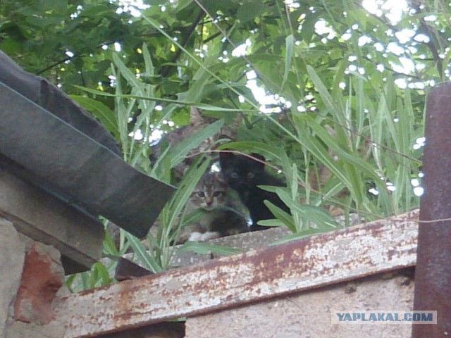 Котовторник 12.07.2016