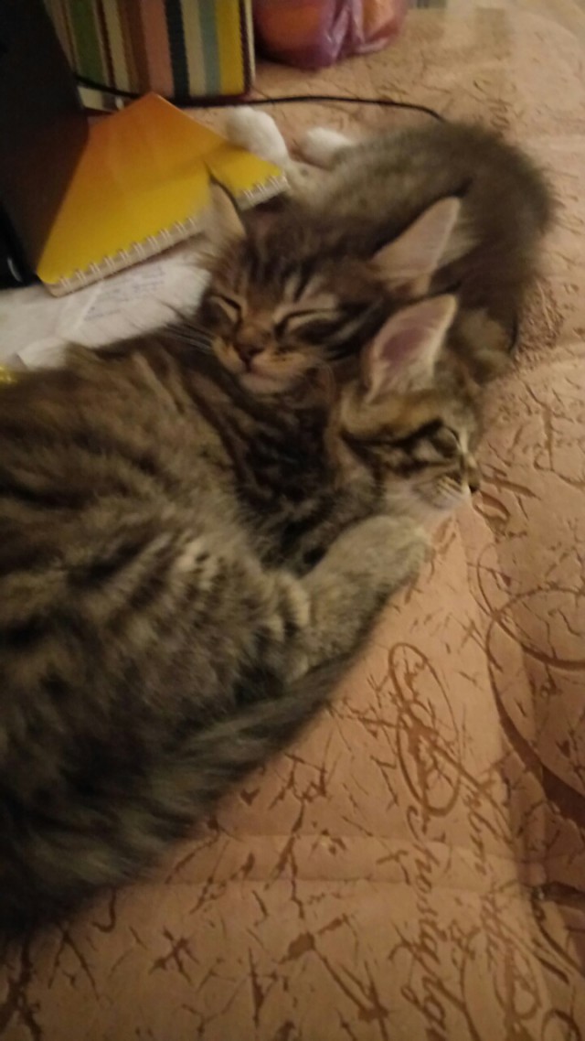 Уже лев или еще кот?