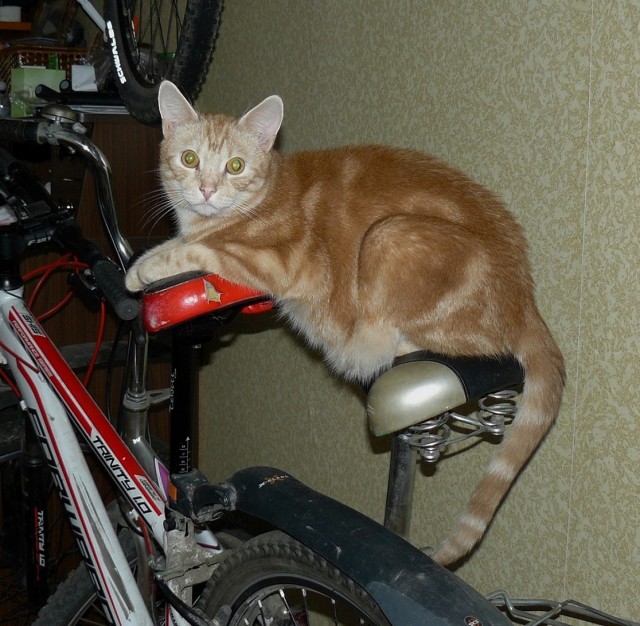 Рыжики