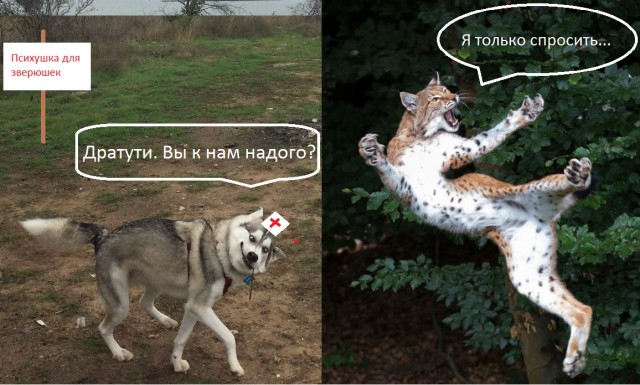 Порция картинок