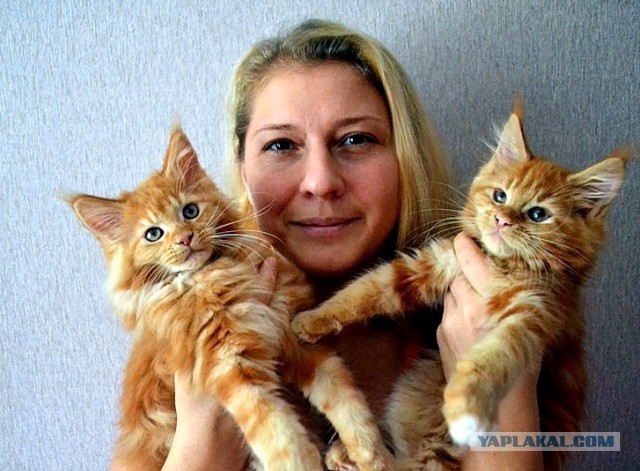 Джокер и его семья