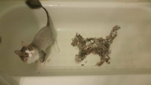 Коты и Кошки