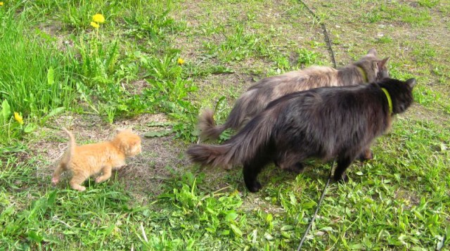 Котовторник 13.06.2017