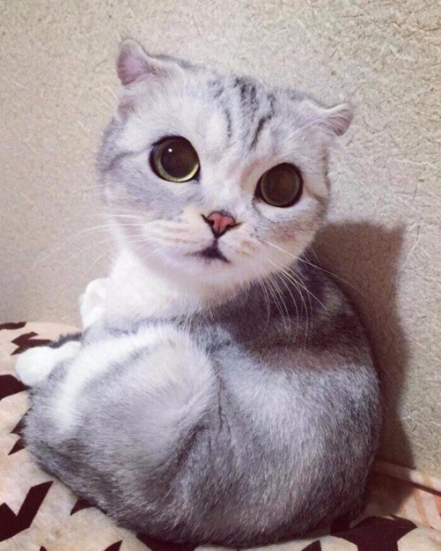 Коты и Кошки