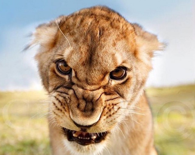 Подборка интересных и веселых картинок