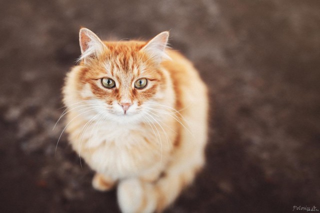 Коты и Кошки