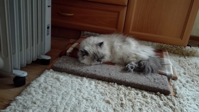 Котовторник 03.10.17.