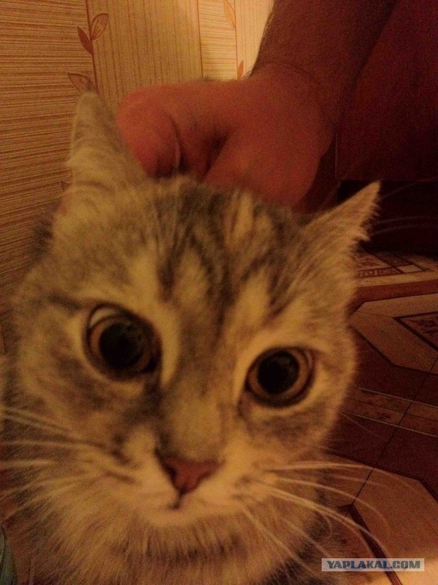 Котовторник 12.12.2017