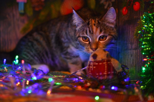 Коты и Кошки
