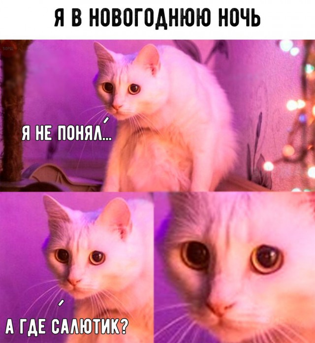 Прикольных котов пост