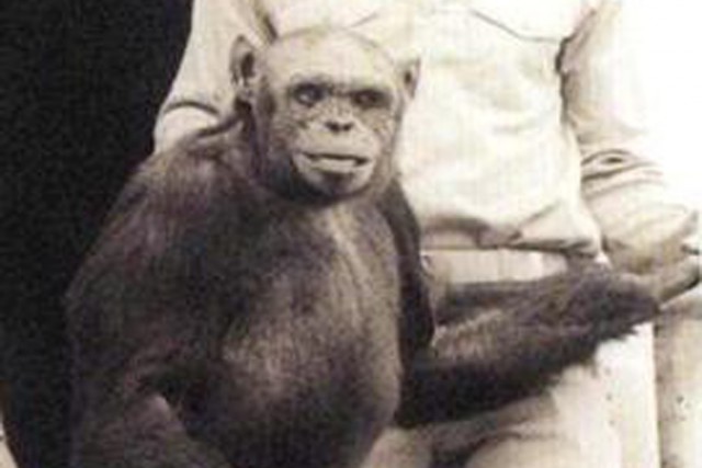 В США учёные скрестили человека и шимпанзе
