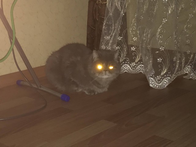 Котовторник ждали? А вот и он!