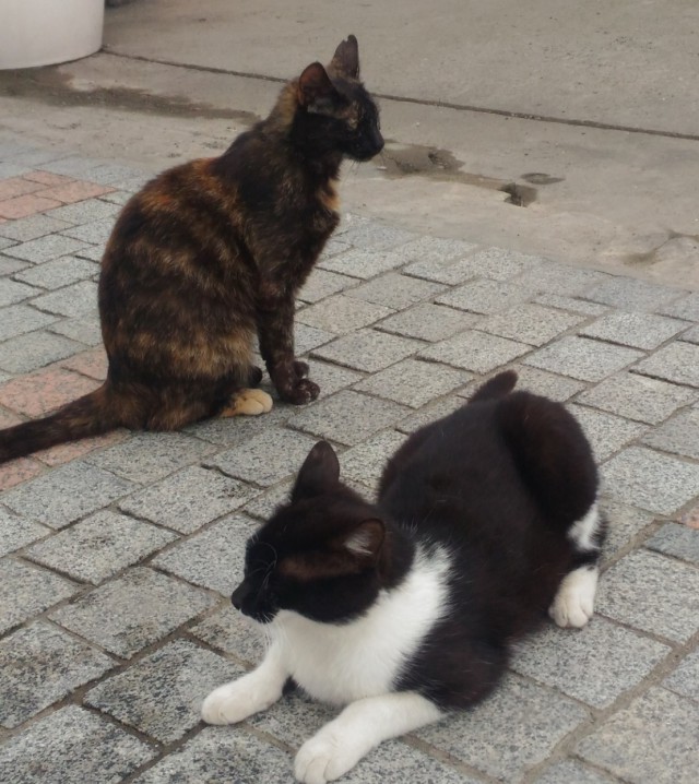 Котовторник 05.06.2018