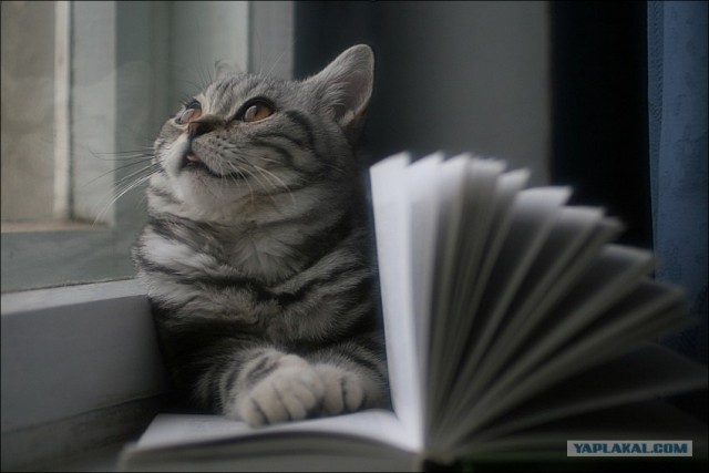 Уррааа! Котовторник на ЯПлакалъ!