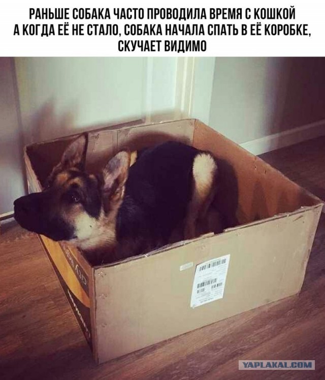 Немного милых жипегов