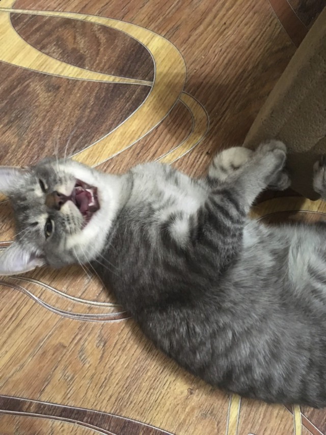 Немного милоты